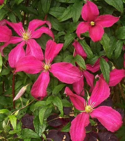 Clematis 'Madam Julia Correvon'