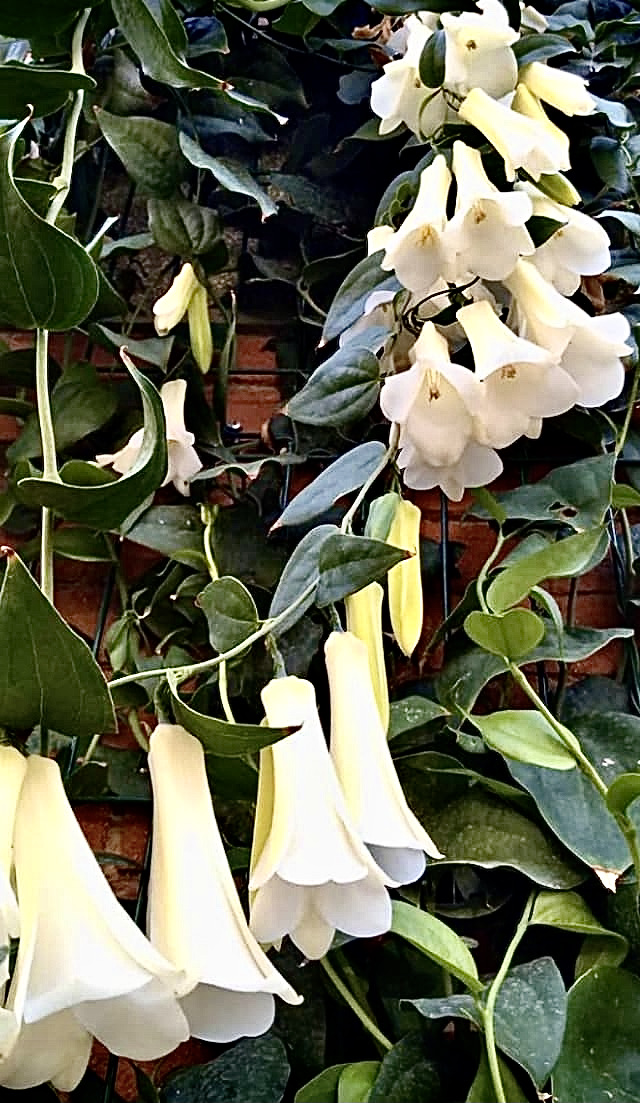 Lapageria Andean Snowfall