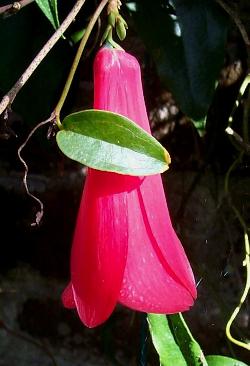 Lapageria rosea 'Penheale'