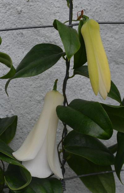 Lapageria 'Hugletts White'