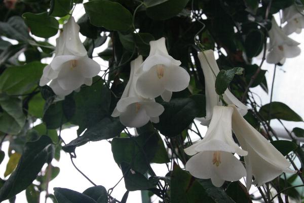 Lapageria 'Hugletts White'