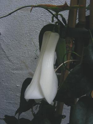 Lapageria 'Avalanche'