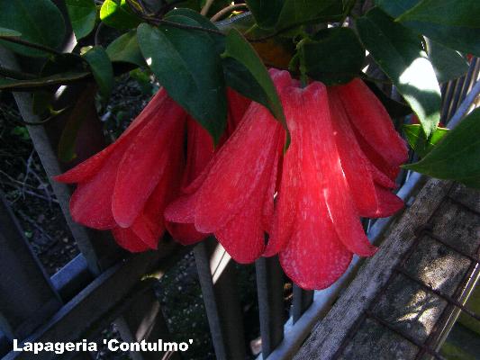 Lapageria 'Contulmo'