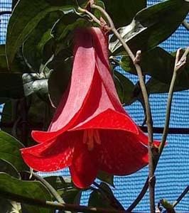 Lapageria 'Contulmo'