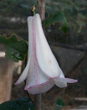 Lapageria 'Nahuelbuta'