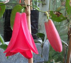 Lapageria rosea