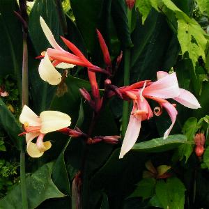 Canna 'Panache'