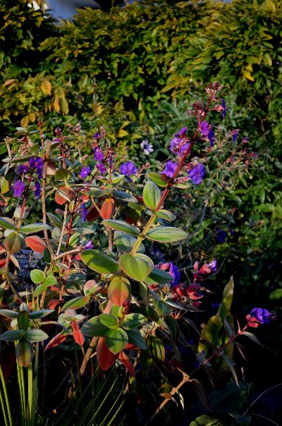 Tibouchina grandifolia